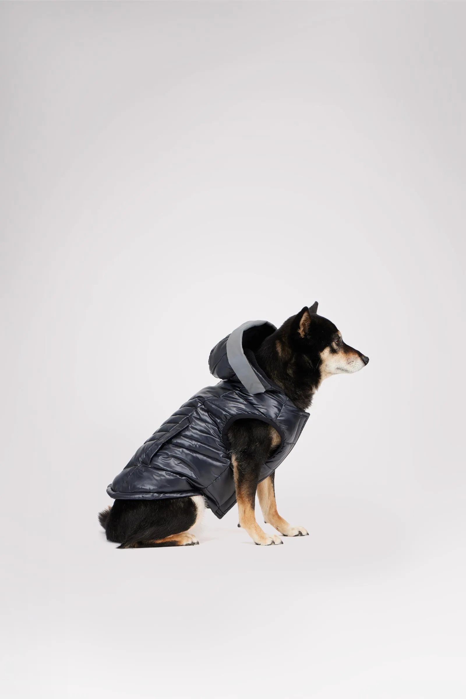 Miles Quilted Coat with reflective Visor for Dogs