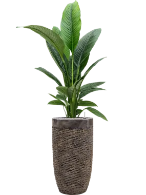 Spathiphyllum 'Sensation' in Baq Luxe Lite Universe Layer Office Plant With Pot 172cm Height 32cm Dia